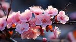 梅花