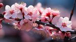梅花