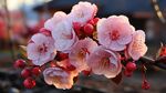 梅花