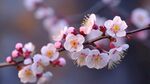 梅花