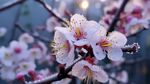 梅花