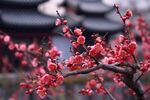 梅花