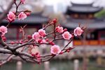 梅花