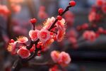 梅花