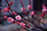 梅花