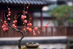 梅花