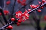梅花