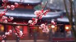 梅花