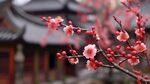 梅花