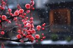 梅花