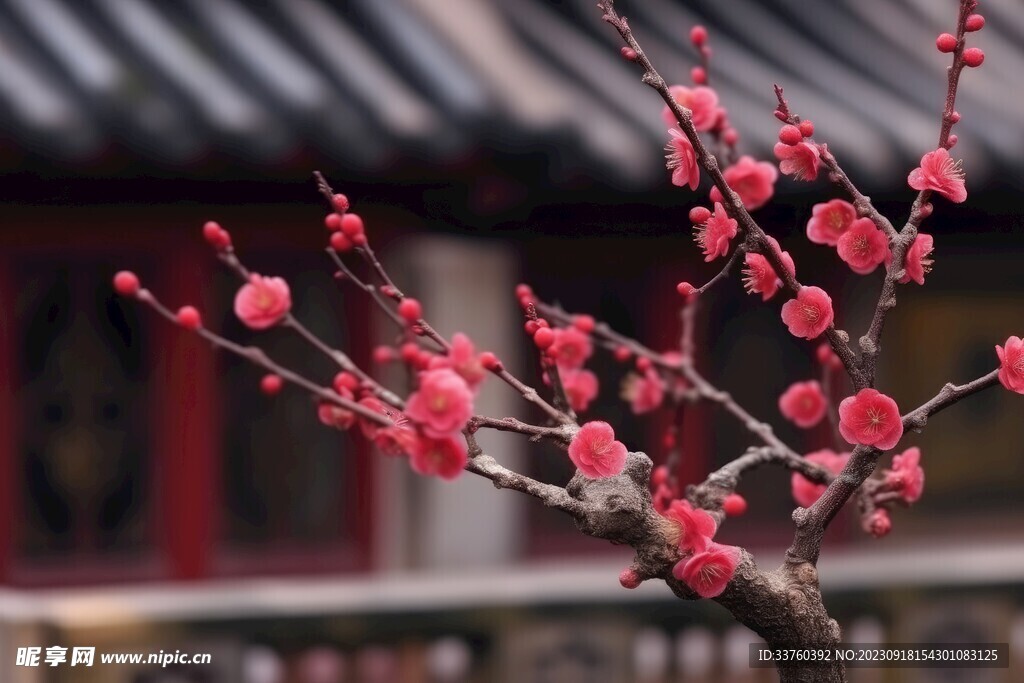 梅花