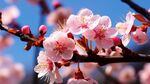 梅花