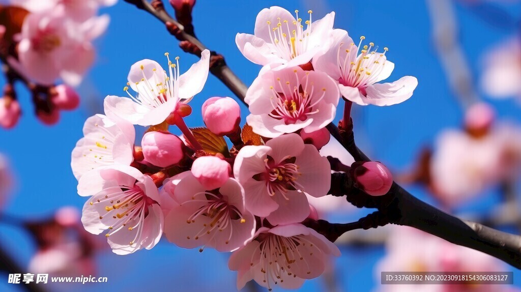 梅花