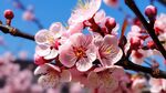 梅花