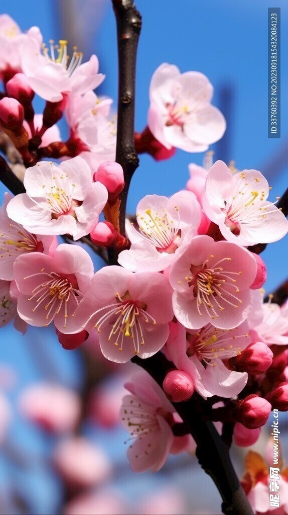 梅花