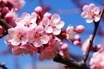 梅花