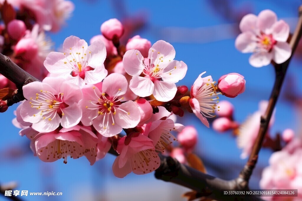 梅花