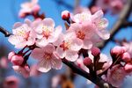 梅花
