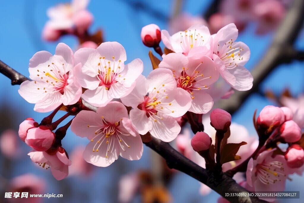 梅花