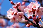 梅花