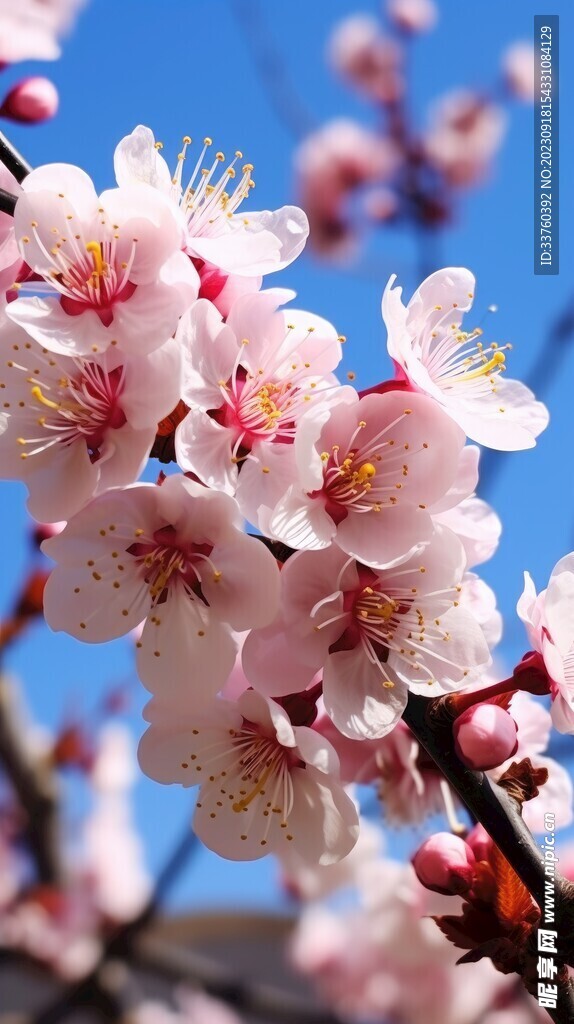 梅花