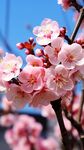 梅花