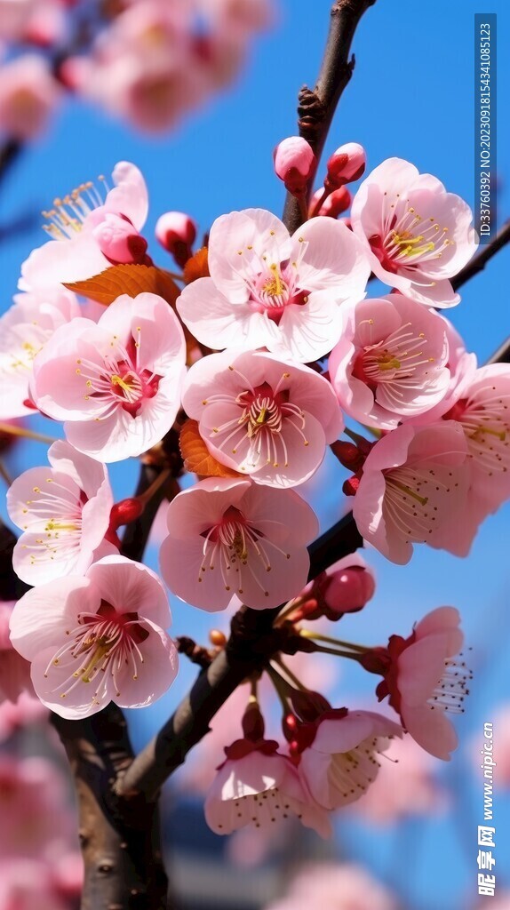 梅花