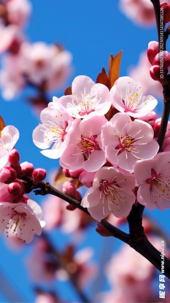 梅花