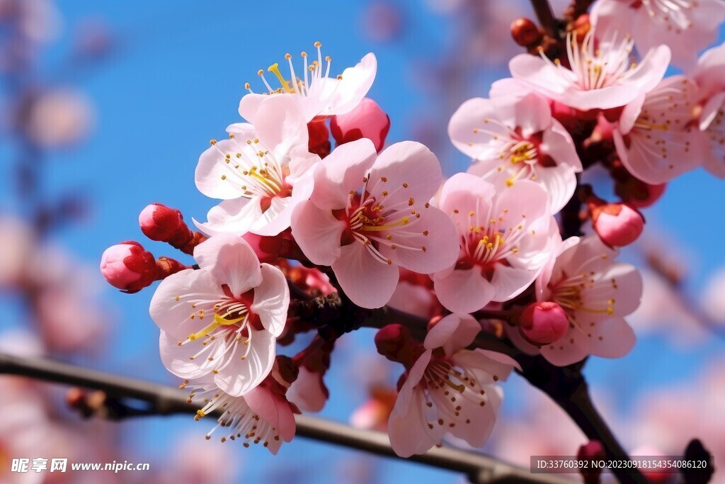 梅花