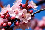 梅花