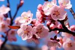 梅花