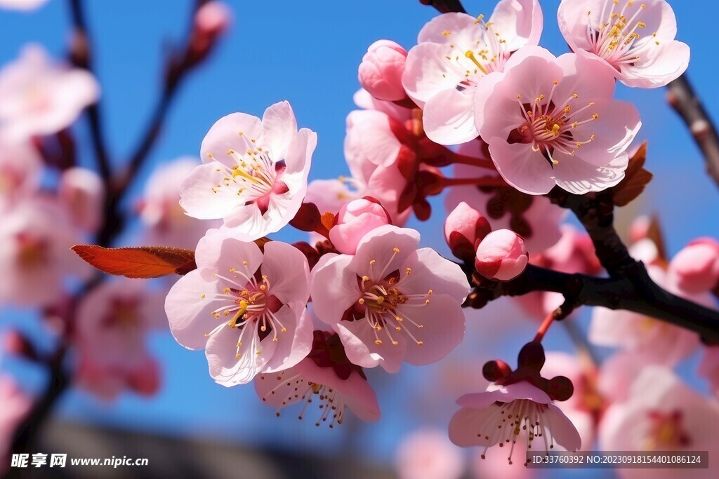 梅花