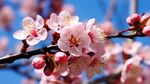 梅花
