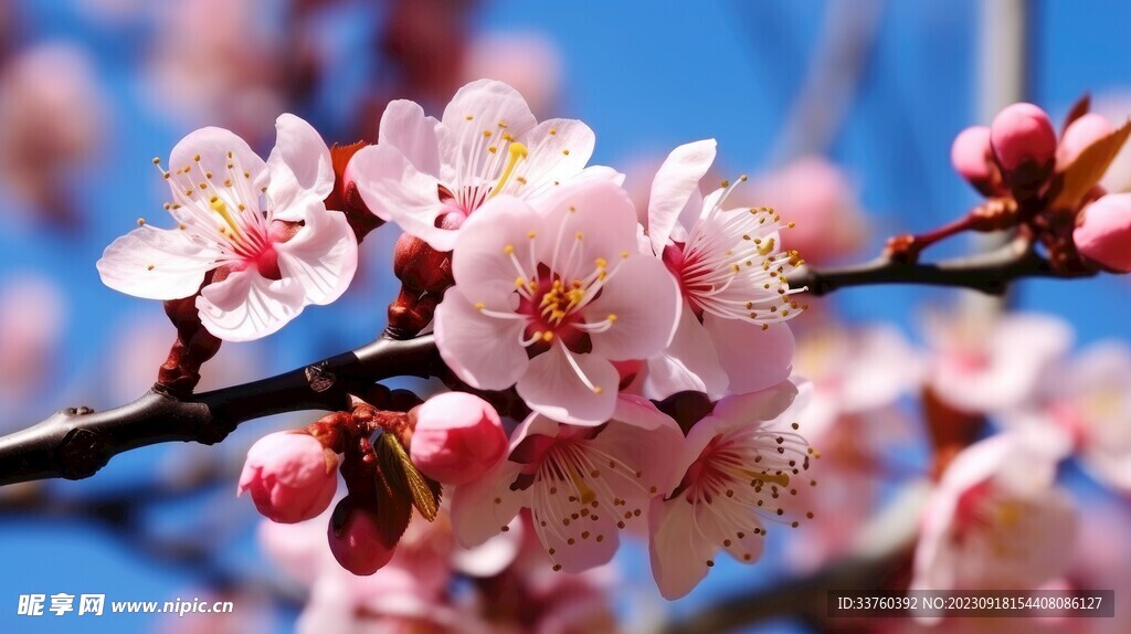梅花