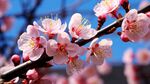 梅花