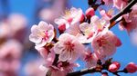 梅花
