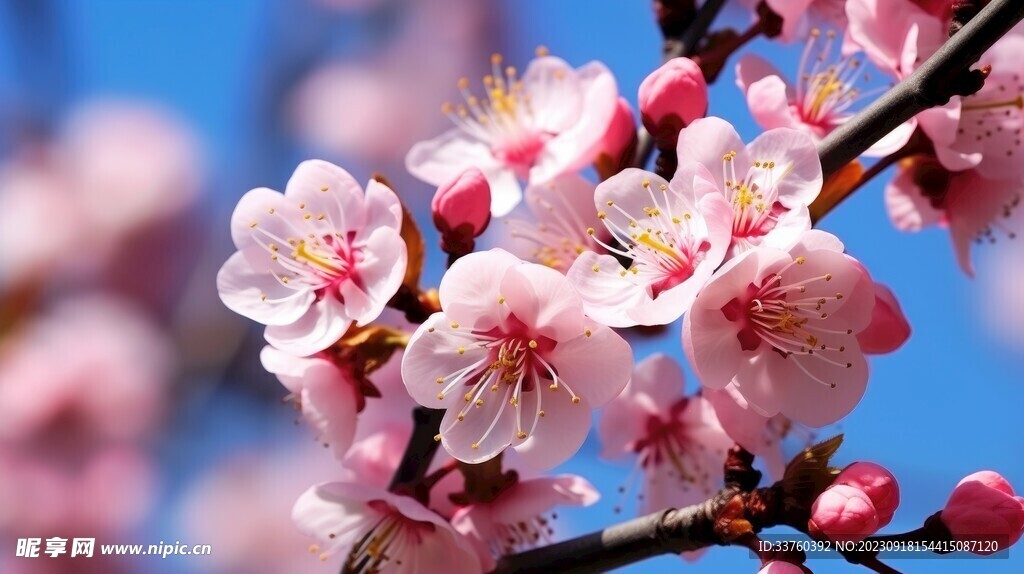 梅花