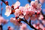 梅花