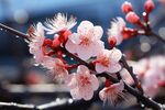 梅花
