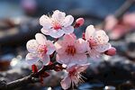 梅花