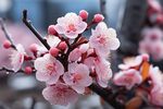 梅花