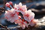 梅花