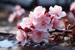 梅花