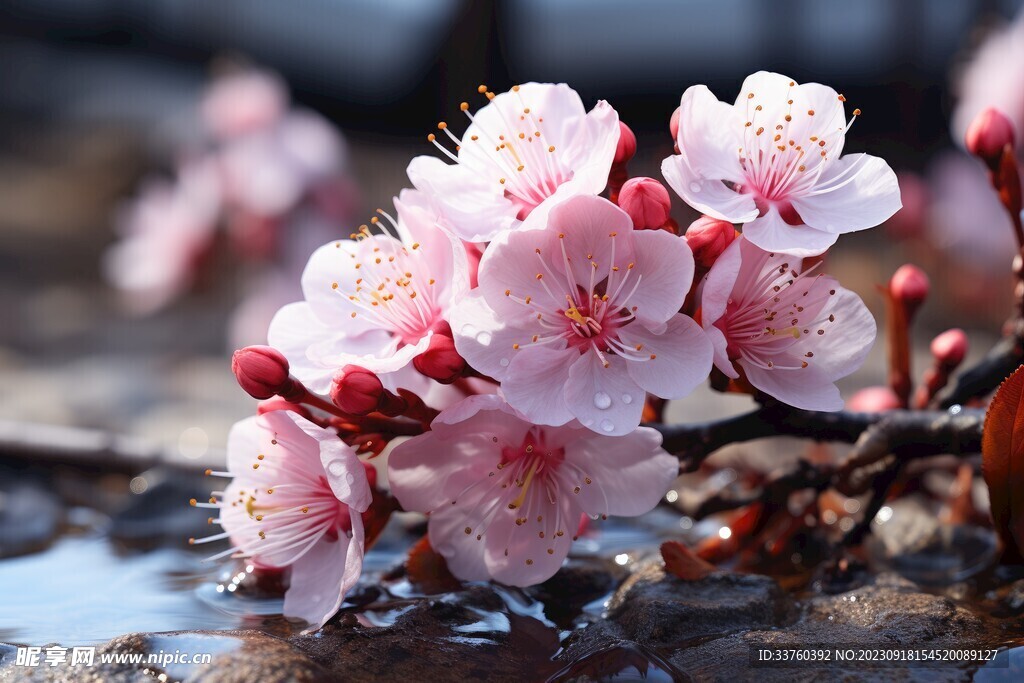 梅花