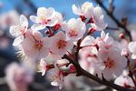 梅花