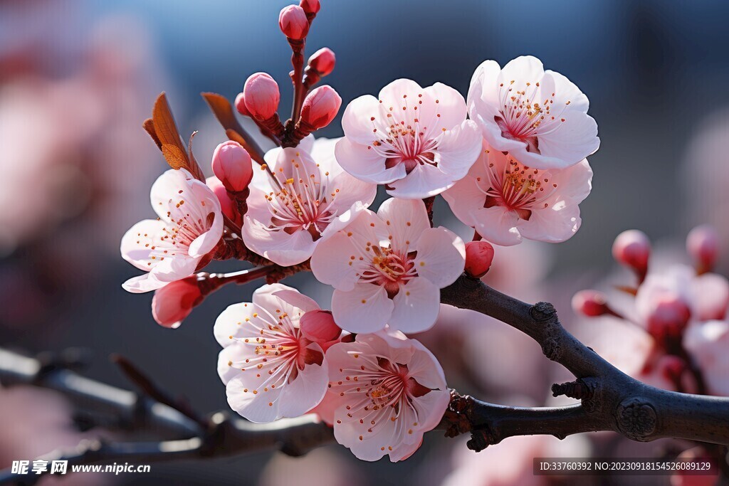 梅花