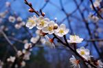 梅花
