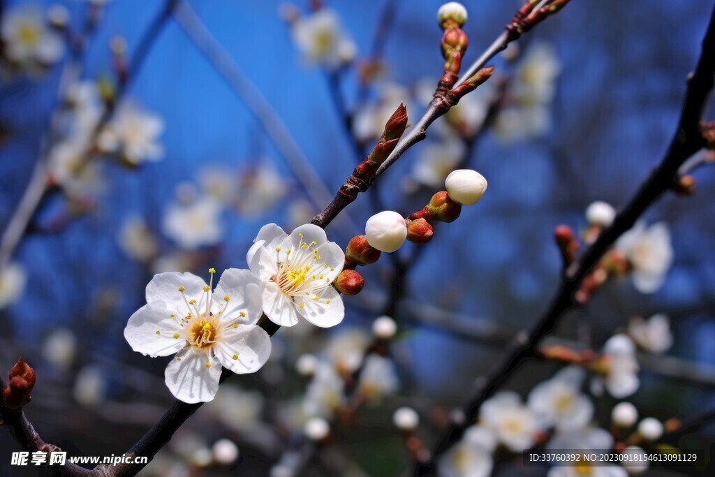 梅花