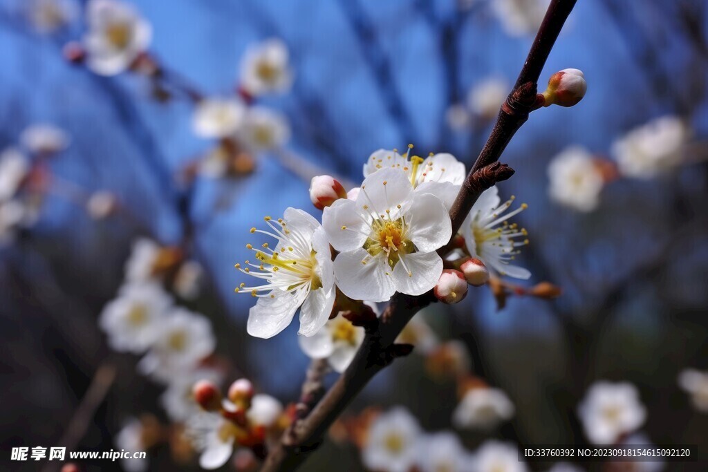 梅花