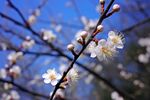 梅花
